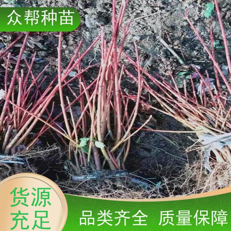 连香苗 高50公分-100公分 连香 诚信经营 工程绿化