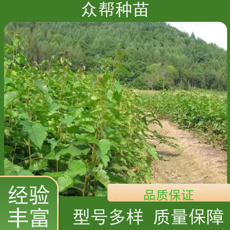 连香苗 高50公分-100公分 连香容器苗 乡村振兴苗木 工程绿化