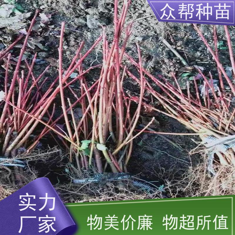 众帮种苗 地径0.8公分杯苗 连香苗苗 诚信经营 国储林