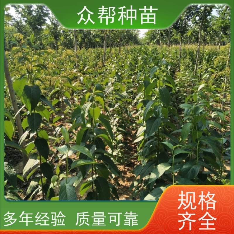 杜仲苗 1-2年苗 良种杜仲 乡村振兴苗木 苗圃基地直供