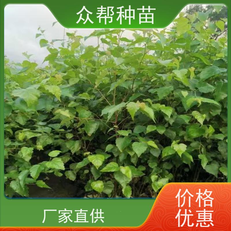 众帮种苗 地径0.8公分杯苗 连香 基地直发 经果林