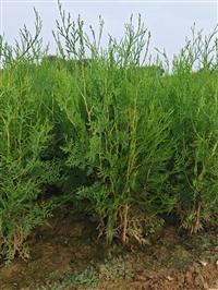陕西侧柏基地 西藏侧柏苗木供应商 周至侧柏苗圃灌木多