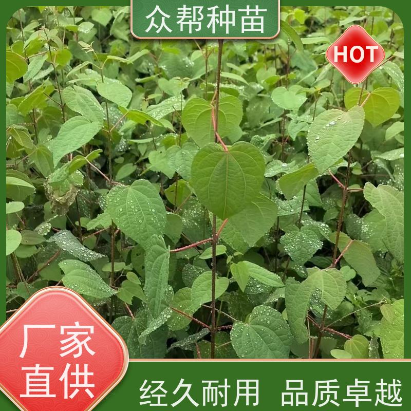 众帮种苗 一年苗 连香苗苗 基地直发 乡村振兴苗木