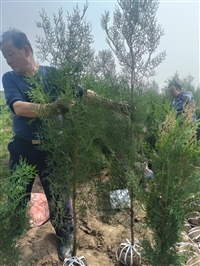 陕西侧柏基地 侧柏高度60公分  西安侧柏这家便宜处理