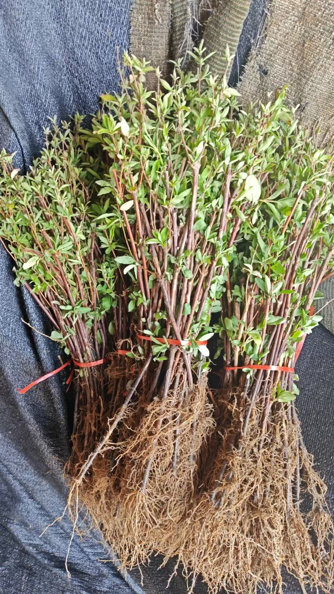德州金银花干花批发2026市场行情