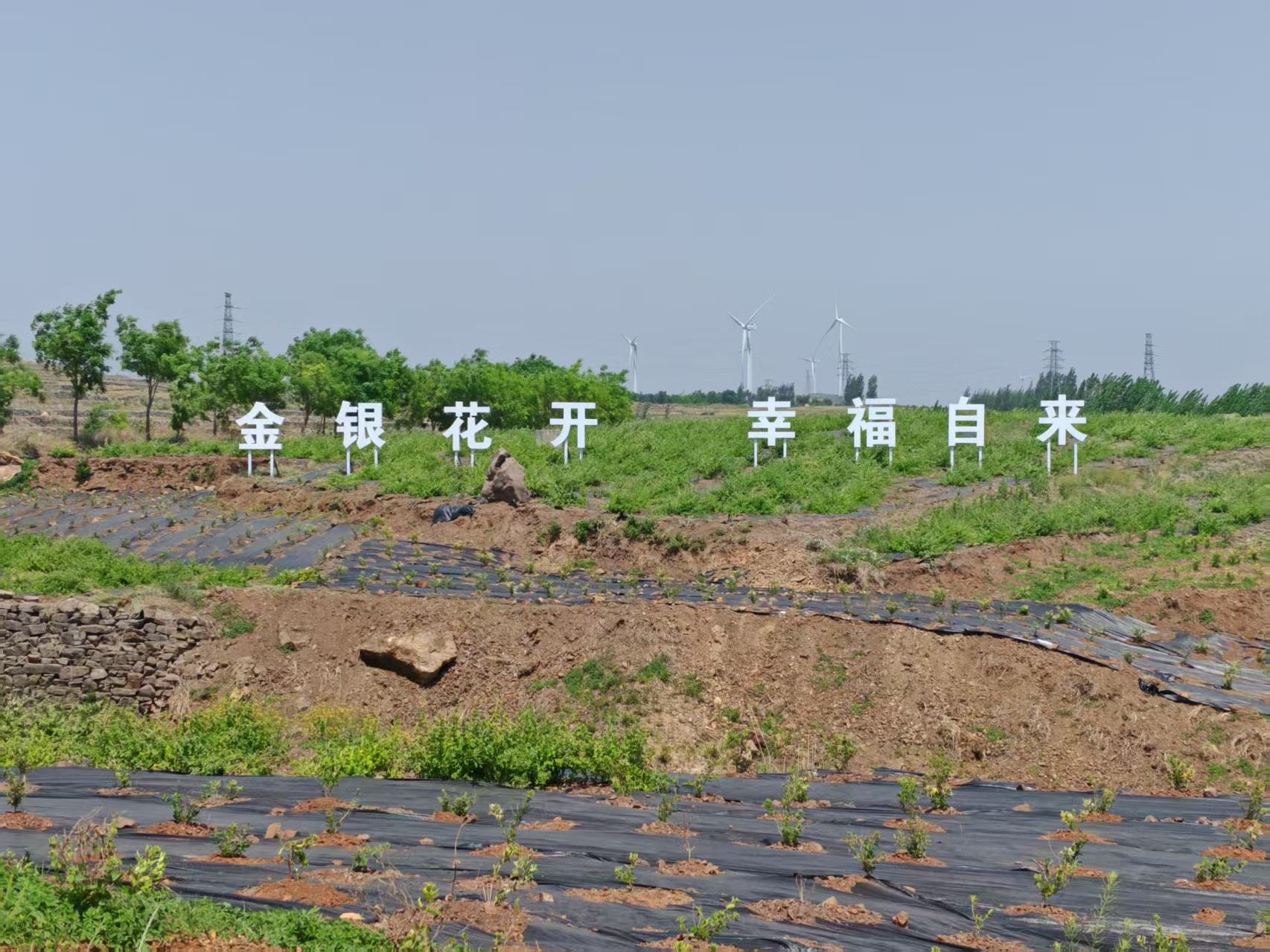 山东金银花干花哪家好2026公司推荐