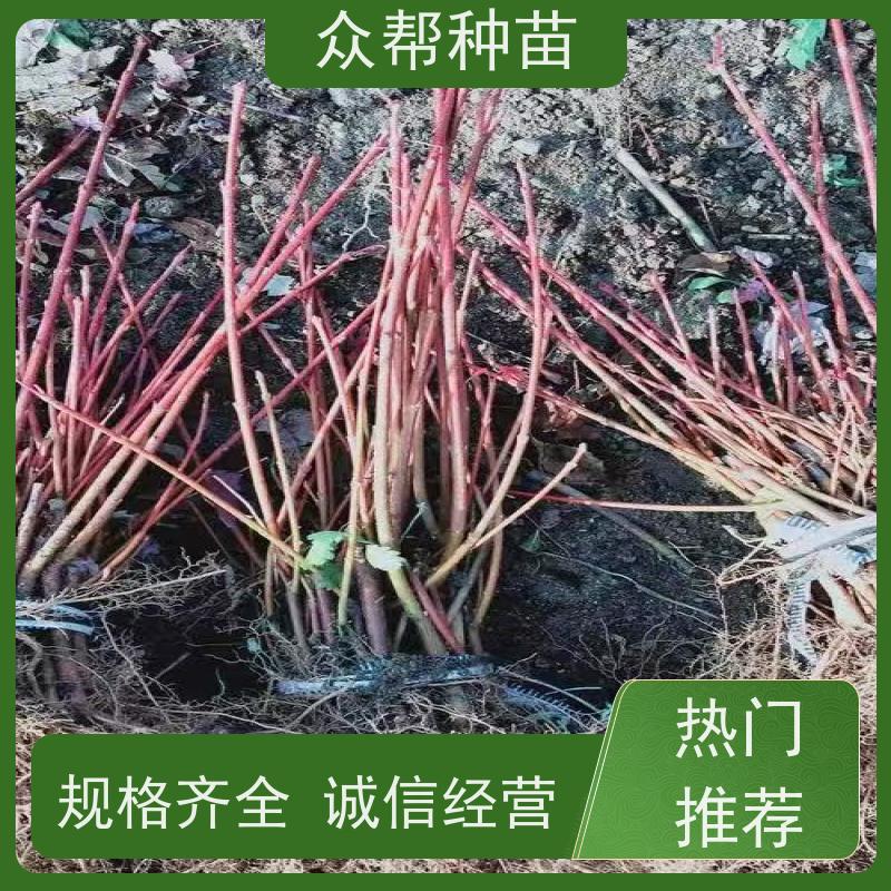 连香苗 高50公分-100公分 连香种苗 国储林 荒山覆绿