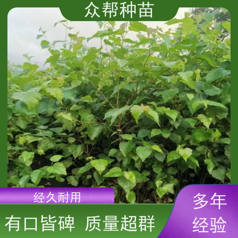 连香苗 1-2年苗 连香种苗 规格齐全 乡村振兴苗木