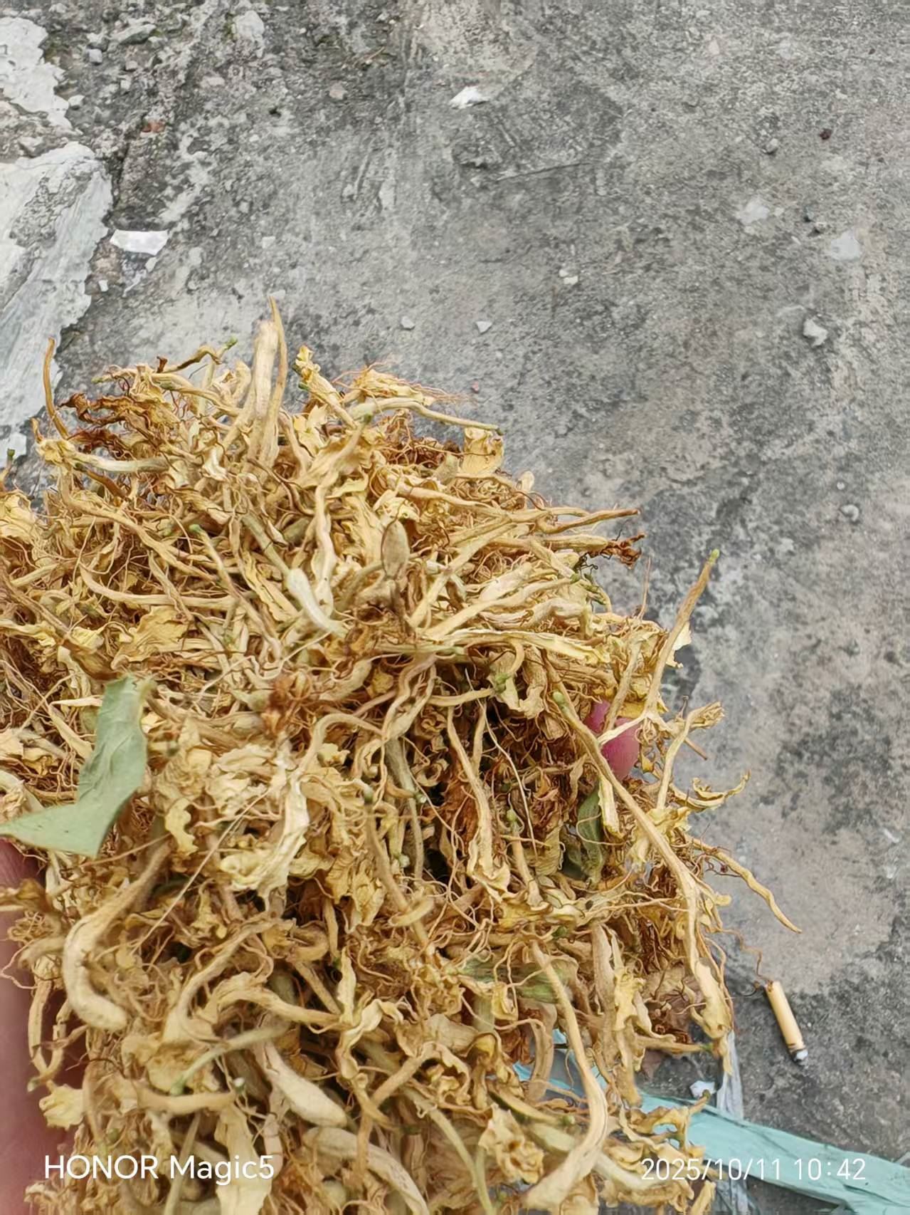 山东金银花干花联系电话2026市场行情