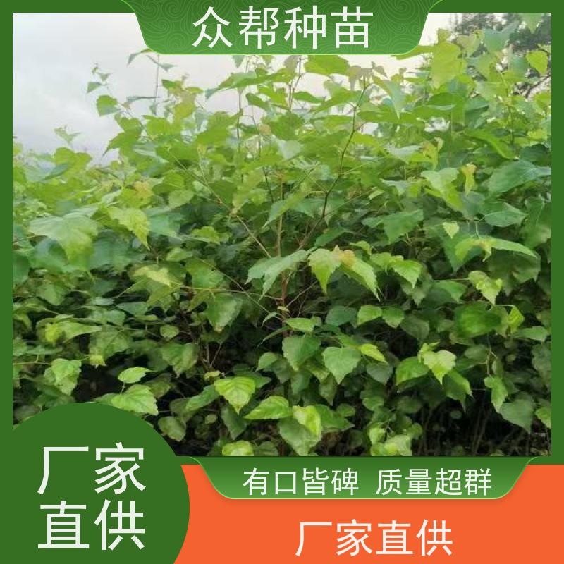 连香苗 高50公分-100公分 连香 规格齐全 荒山覆绿