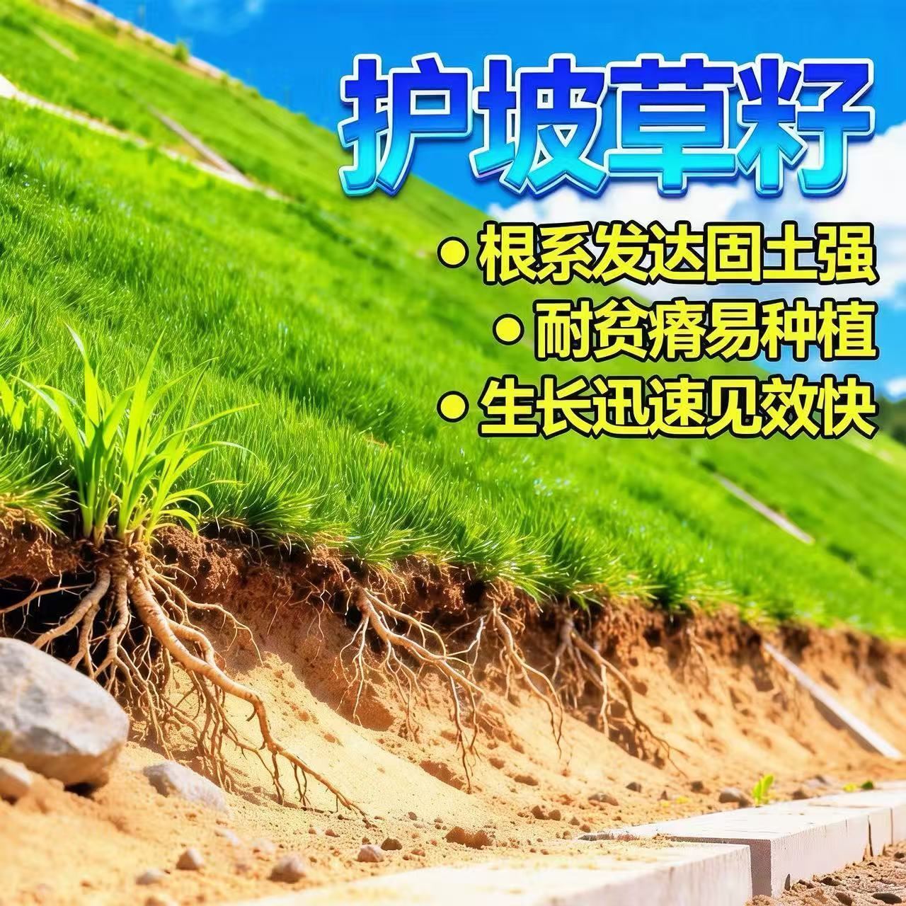 内蒙古 护坡草种 价格 耐旱耐贫瘠 荒山矿山均可种