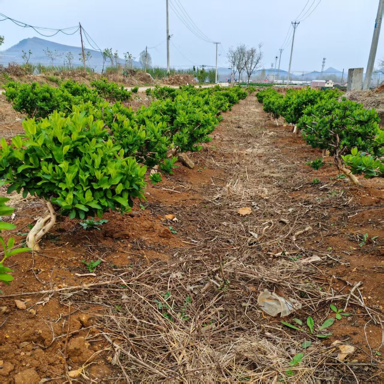 济宁金银花干花哪家好2026公司推荐