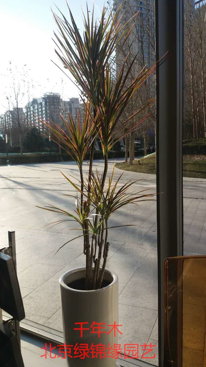 开会活动临时需要鲜花？北京会场花卉租赁速上门