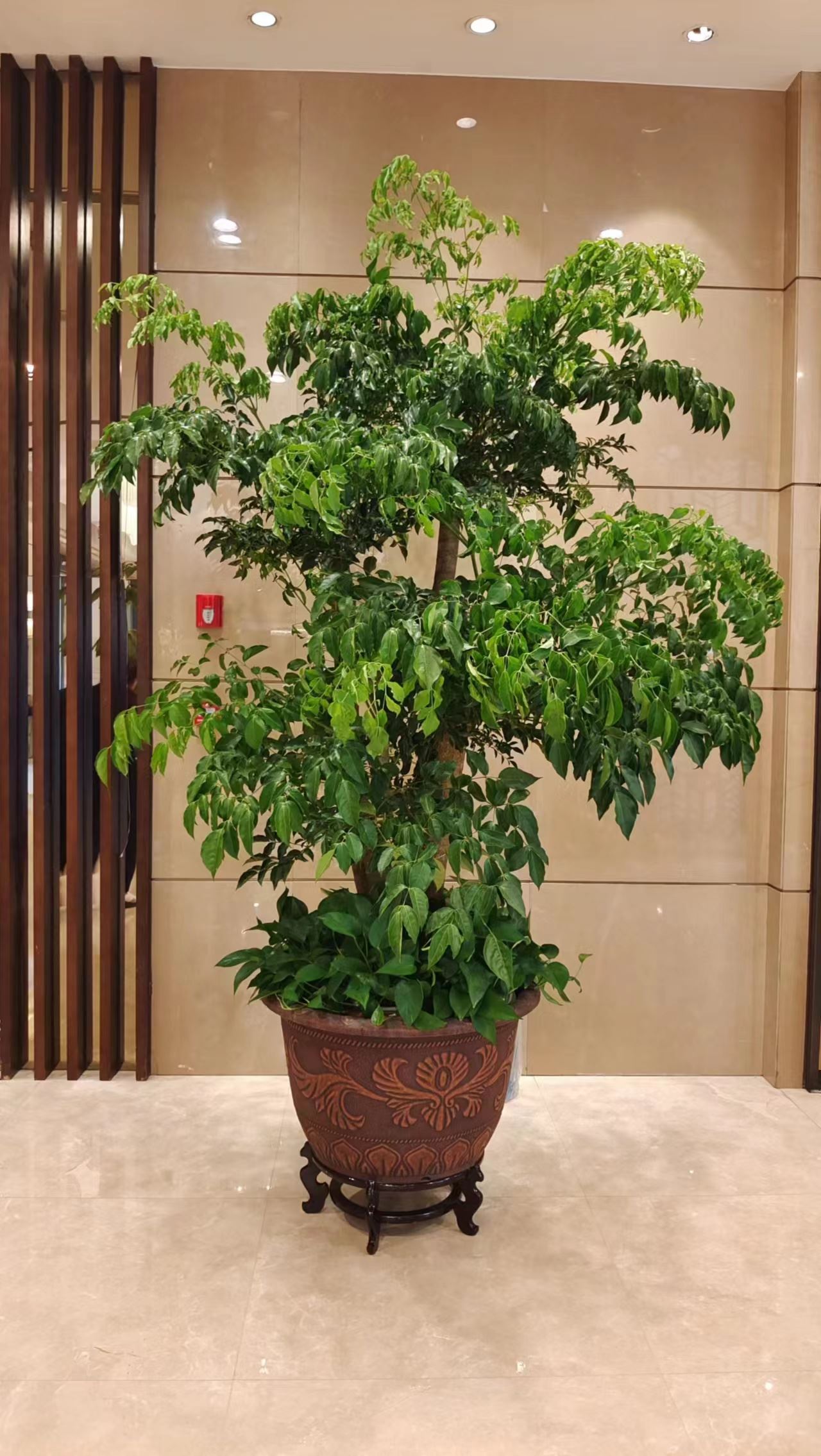 北京会议室临时租花，企业会议鲜花布置