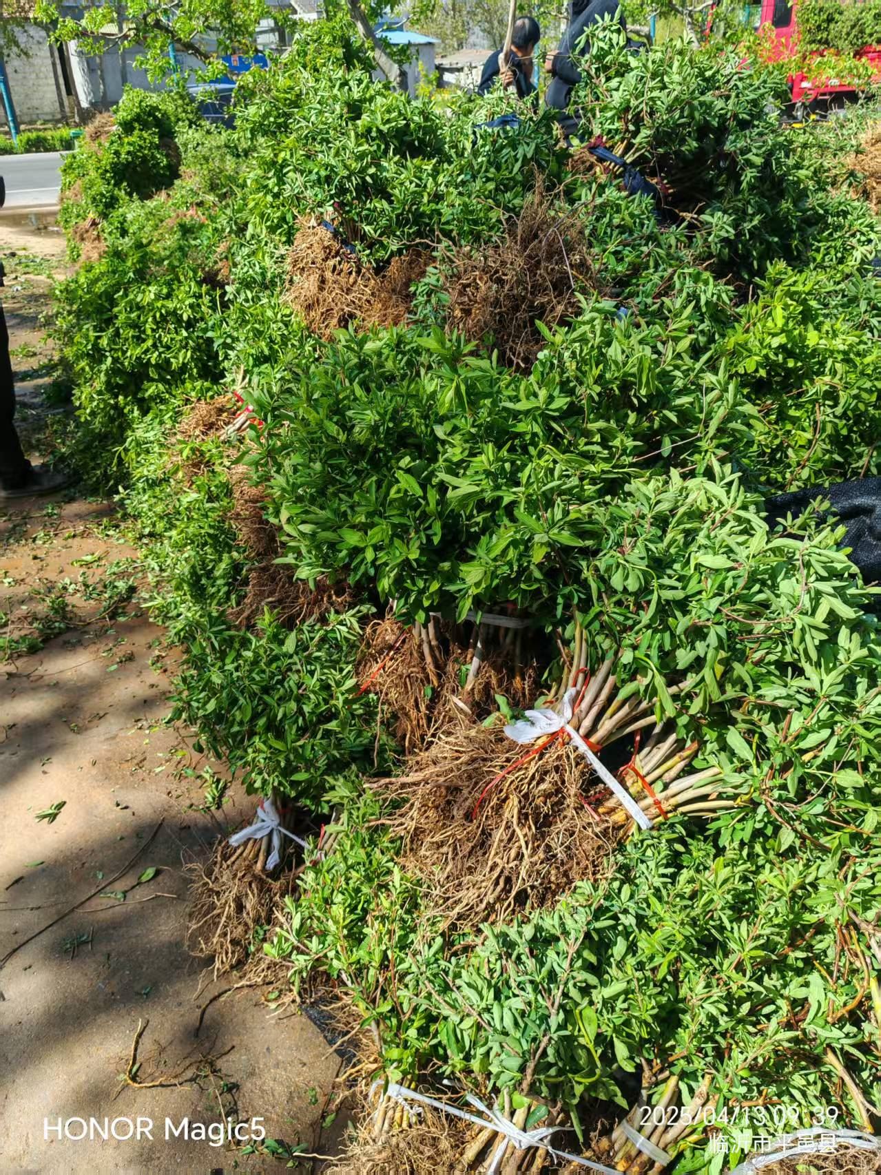 菏泽金银花干花种植基地2026公司推荐