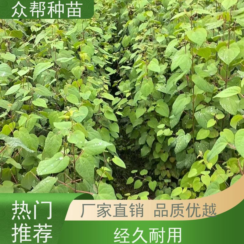 连香苗 高50公分-100公分 连香 工程绿化 经果林