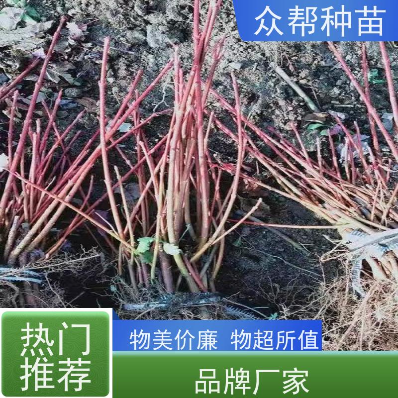 众帮种苗 基地直供 连香苗苗 工程绿化 乡村振兴苗木