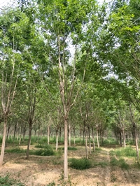 西安高杆白蜡苗圃基地  腾地处理15公分大冠幅白蜡行道树