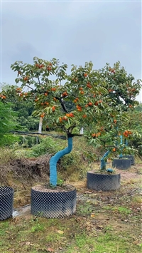 盐城龙爪柿子树