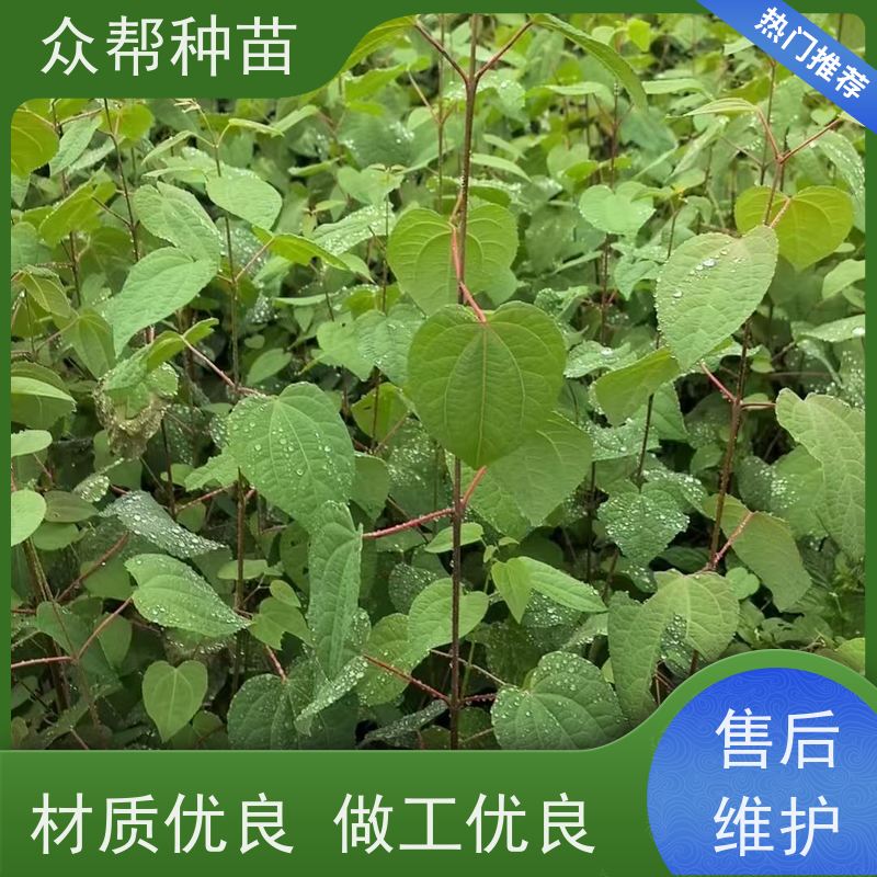 众帮种苗 高50公分-100公分 连香 工程绿化 国储林
