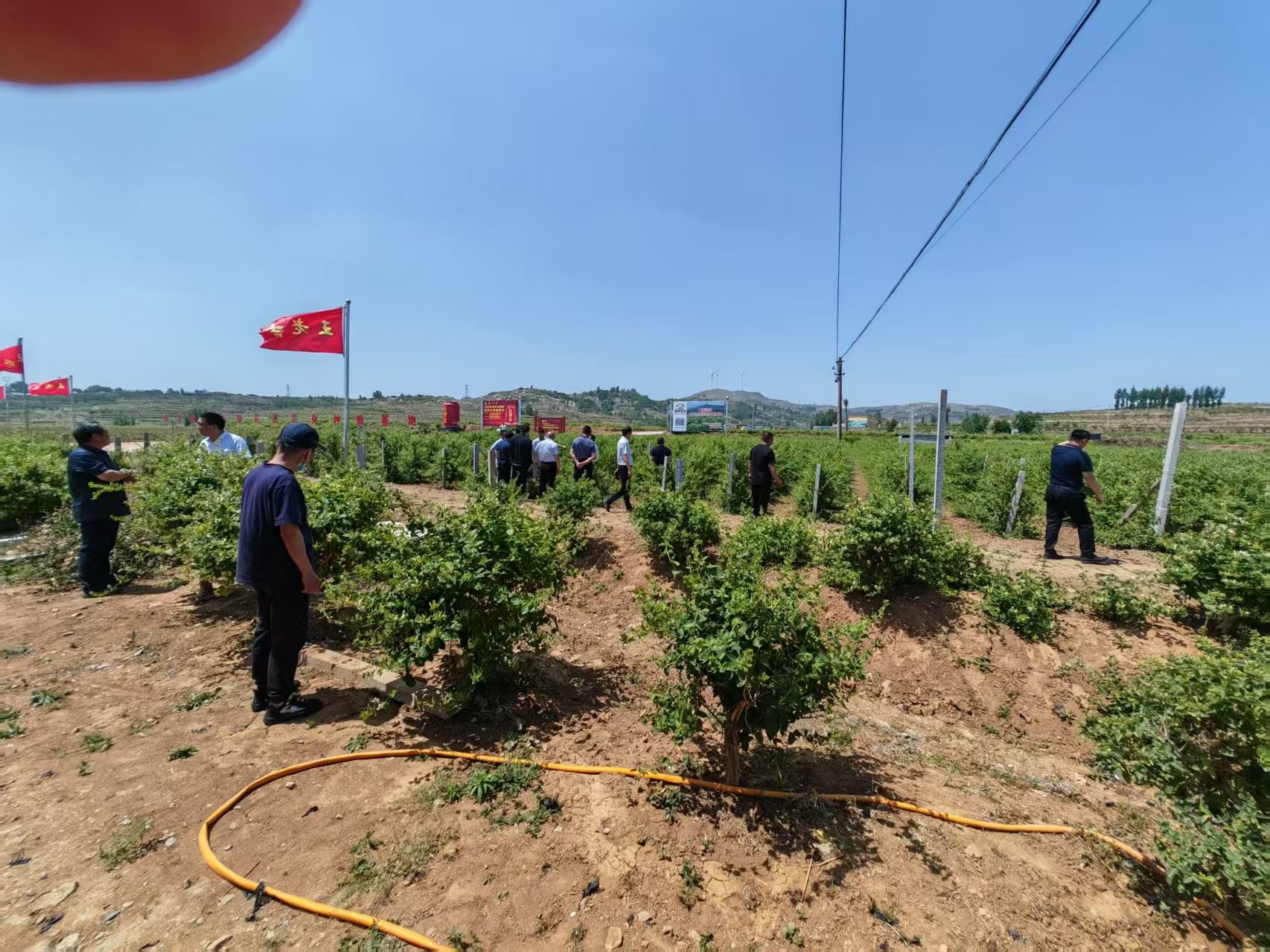 枣庄金银花干花哪家好2026市场行情