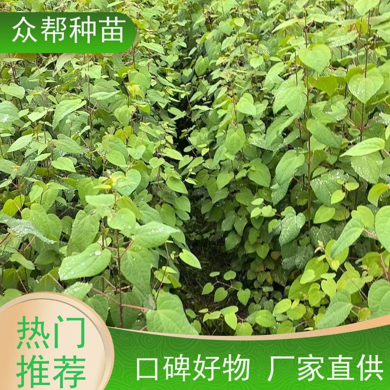 连香苗 高50公分-100公分 连香 乡村振兴苗木 造林苗