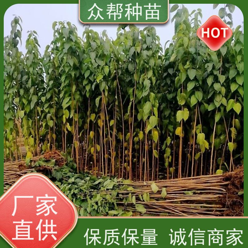 众帮种苗 两年苗 杜仲容器苗 乡村振兴苗木 源头基地批发