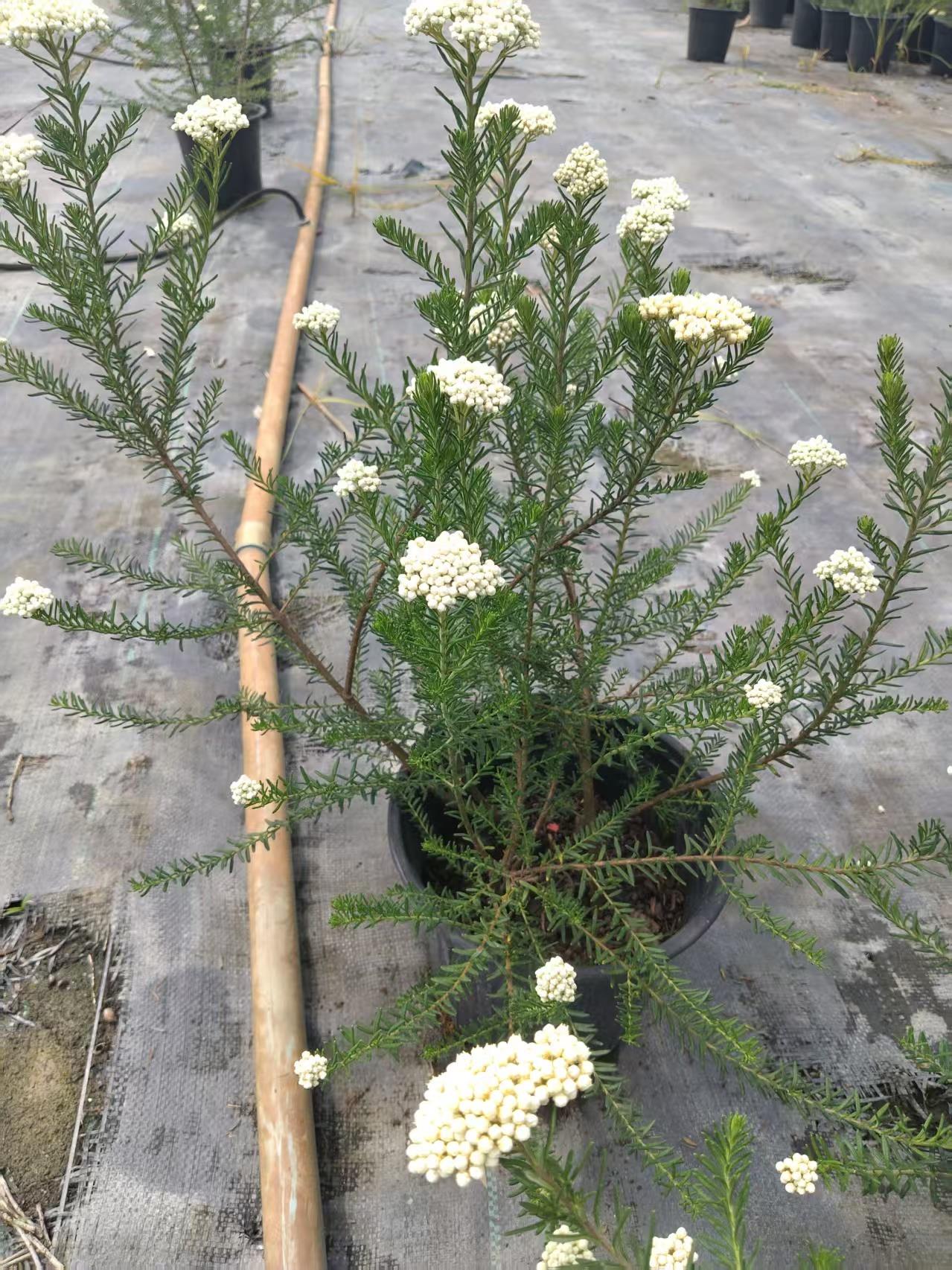 陕西甘肃澳洲米花价格澳洲米花双色杯大杯