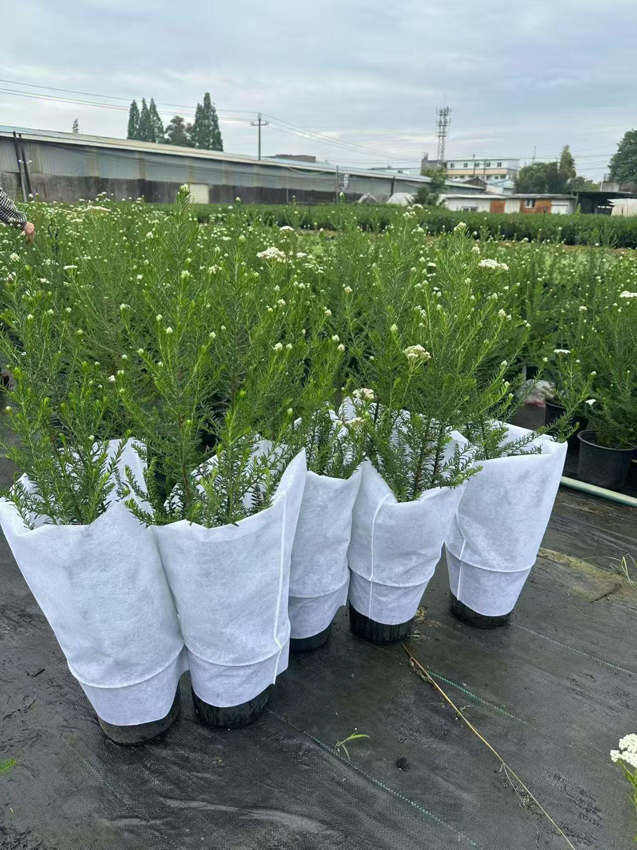 广西广东澳洲米花工程苗60-80高澳洲米花