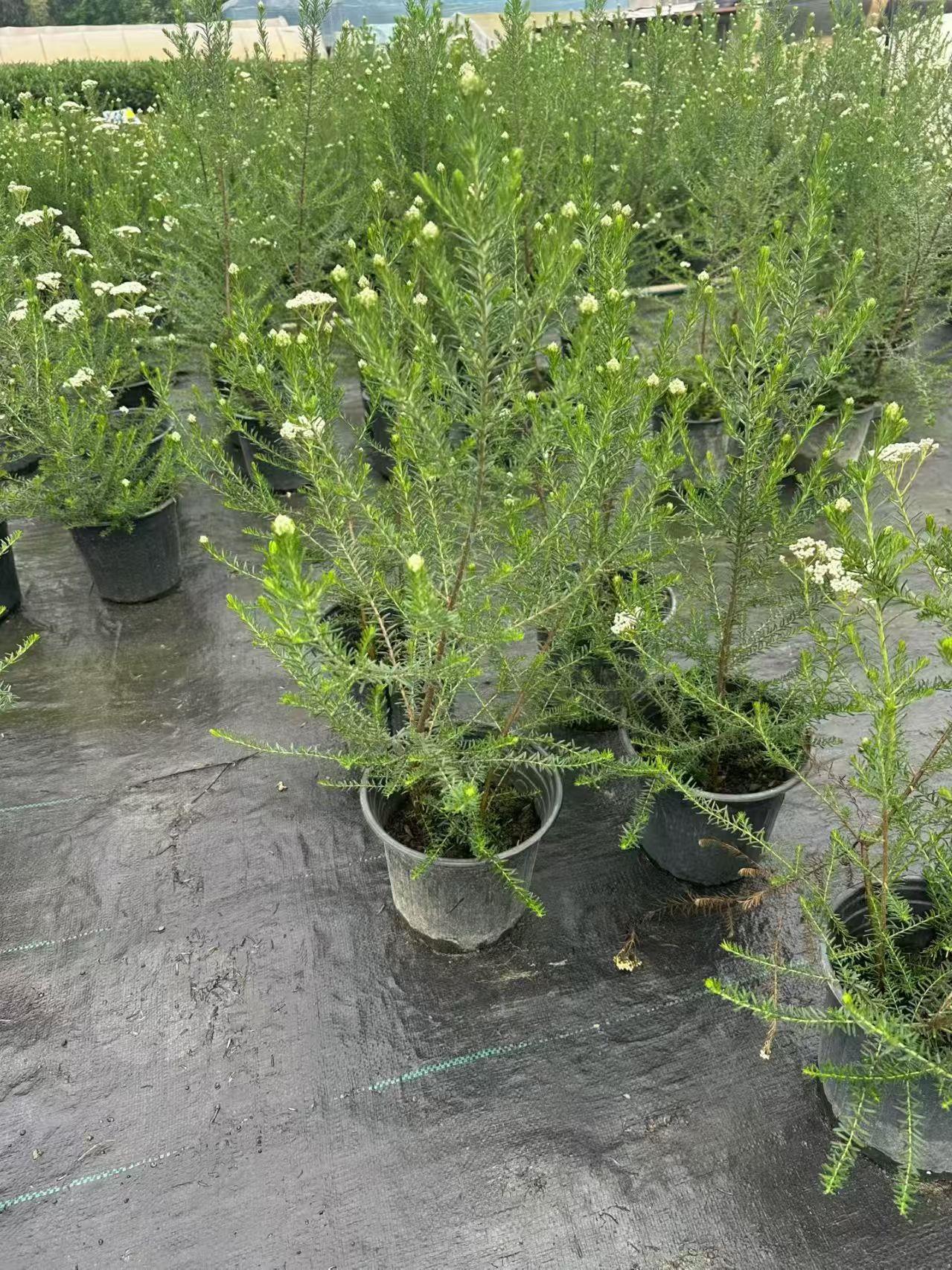 广西广东澳洲米花批发60-80高澳洲米花