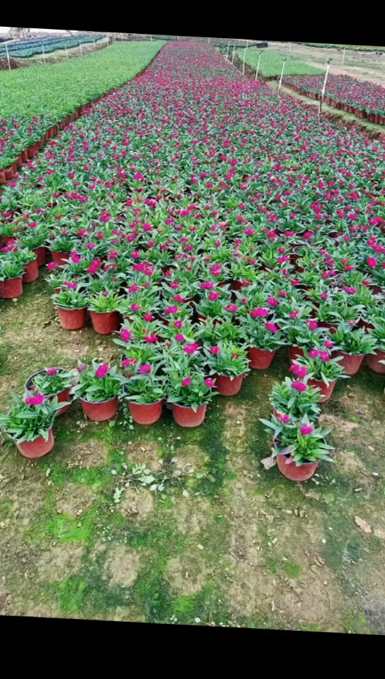 矮牽牛，百日草杯苗批發甩賣找宏景軒 視頻