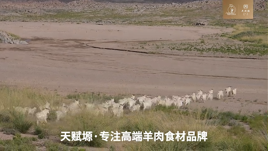 天賦塬·阿拉善白絨山羊·輕奢食材，貴在品質(zhì)，大漠獨(dú)有 視頻
